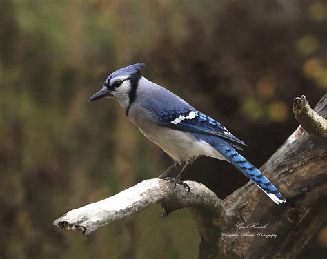Blue Jays 5.